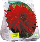 Baltus Dahlia Cactus Helga bloembol per 1 stuks