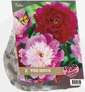 Baltus Urban Flowers Pink Match bloembollen per 2 stuks