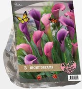 Baltus Urban Flowers Night Dreams bloembollen per 3 stuks
