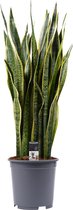 Decorum Sansevieria Laurentii – ↨ 100cm – ⌀ 27cm