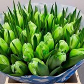 Verse Tulpen -  Green - 50 stuks