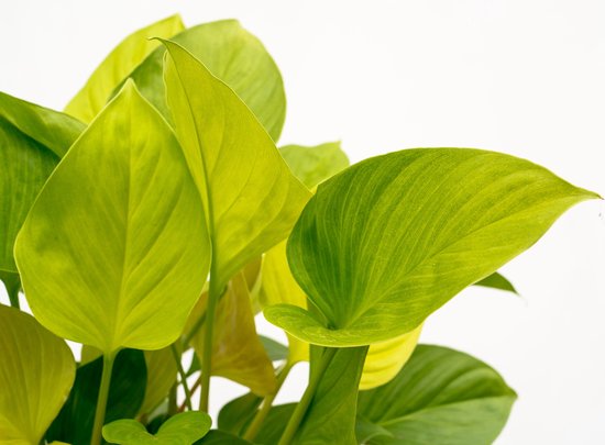 Homalomena Lemon Lime - 30cm