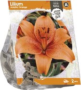Baltus Lilium Asiatic Orange Lelie bloembollen per 2 stuks