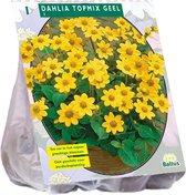 Baltus Dahlia Topmix Geel bloembol per 1 stuks