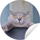 Garden Circle Cat - Bang - Chaise - 90x90 cm - Affiche de jardin