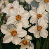 Narcis poeticus 'Actaea' - dichtersnarcis - voordeelverpakking - grote bolmaat 16+
