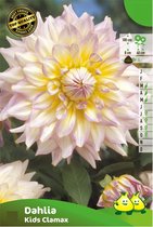 3 knollen DAHLIA DECORATIEF KIDS CLAMAX