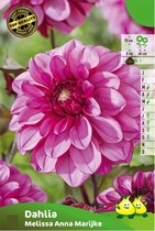 3 knollen DAHLIA DECORATIEF MELISSA ANNA MARIJKE