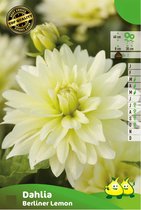3 knollen DAHLIA DECORATIEF BERLINER LEMON
