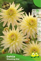 3 knollen DAHLIA SHOOTING STAR