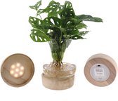 Monstera in Kingston Glas + Houten led voet - Hoogte ↕ 30cm - Pot ∅ 12cm