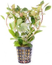 Ludwigia mullertii