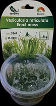 Epaqvitro Vesicularia reticulata Erect moss InVitro