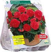 Baltus Begonia Dubbel Roze bloembollen per 5 stuks