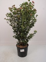 Fruitgewas van Botanicly – Sneeuwbal – Hoogte: 100 cm – Viburnum Tinus Bush