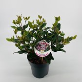 Fruitgewas van Botanicly – Sneeuwbal – Hoogte: 20 cm – Viburnum tinus Gwenllian