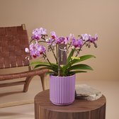 Freedanzo Robin orchidee Paars in Molise lilac pot | Ø 12 cm | ↕ 28-35 cm