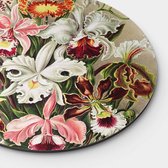 Artistic Lab Poster - Muurcirkel Orchideae Round Plexiglas - Multicolor