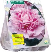 Baltus Paeonia Pioenrozen Roze bloembollen per 2 stuks