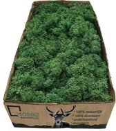 MosBiz Rendiermos Grass Green per 500 gram voor decoraties en mosschilderijen