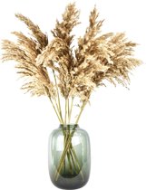 Pampas pluimen - 10 stuks - 70 cm - Natural Dried Flowers - Droogbloemen