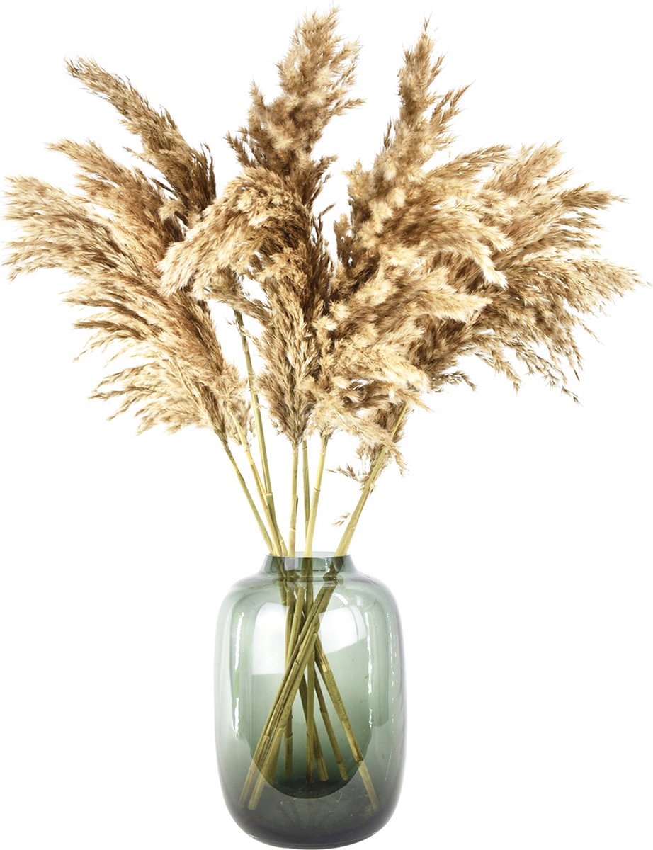 Natuurlijk Bloemen Pampas pluimen - 10 stuks - 70 cm - Natural Dried Flowers - Droogbloemen naturel
