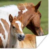Affiche Paarden - Poulain - Herbe - 75x75 cm