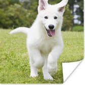 Poster Een witte Duitse Herder puppy - 75x75 cm