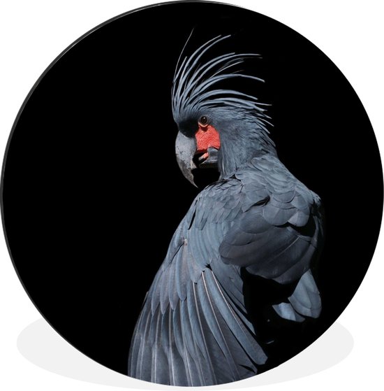 Cacatoès noir sur fond noir Cercle mural aluminium ⌀ 30 cm - Tirage photo sur cercle mural / cercle vivant / cercle de jardin (décoration murale)