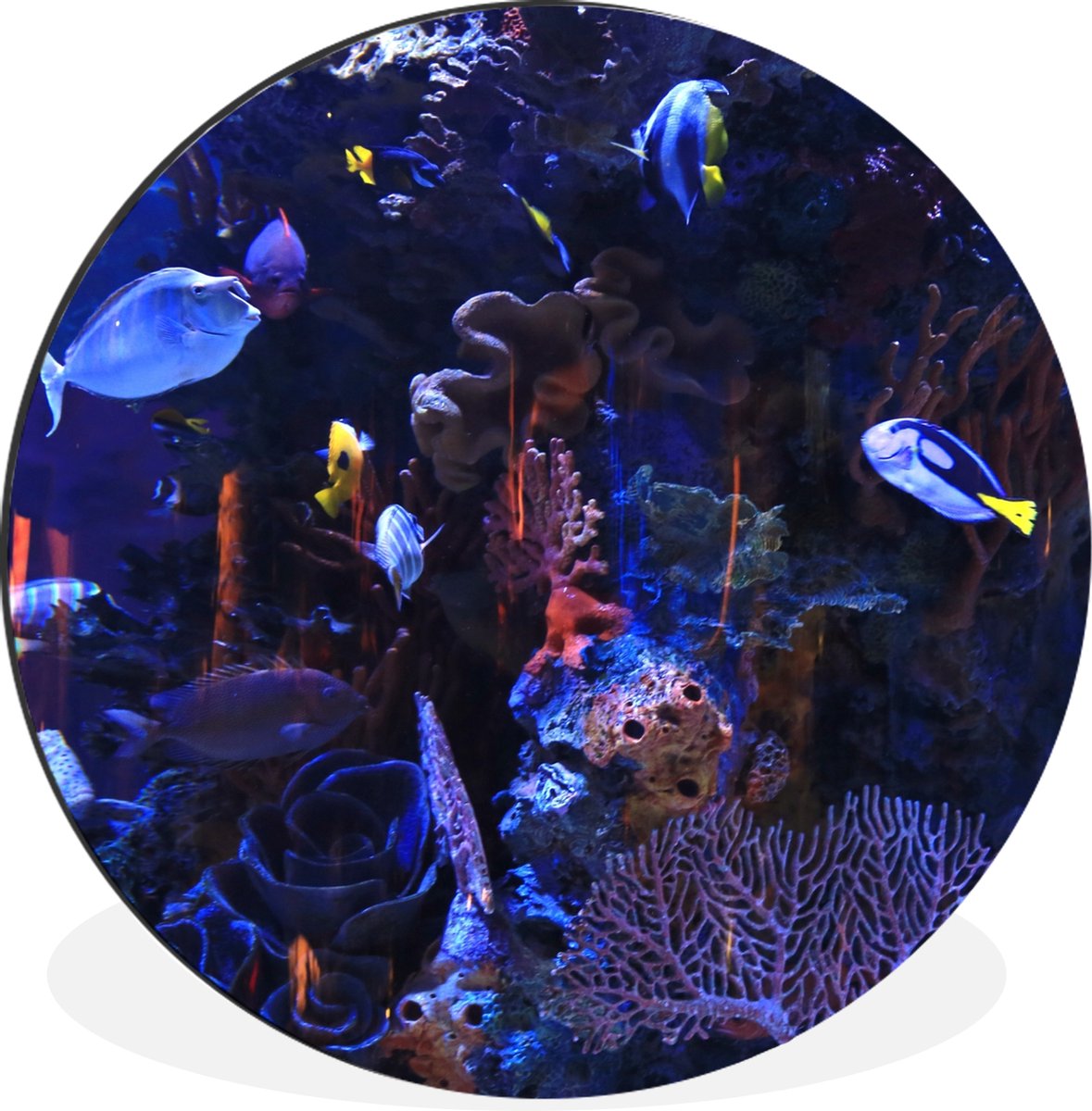 WallCircle - Wandcirkel - Muurcirkel - Tropisch zoutwateraquarium - Aluminium - Dibond - 120x120 cm - Binnen en Buiten XXL