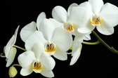Dibond - Bloemen - Bloem - orchidee in wit / zwart - 120 x 180 cm.