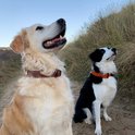 Golden retriever en zwart-wit border collie zitten op het strand, beide met leren halsbanden.