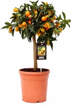 Hellogreen Kamerplant - Citrus Kumquat - 60 cm