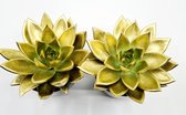 Gouden succulent (Echeveria) in zwarte keramieke pot. Potmaat Ø 10cms - hoog ± 15cm!  NU: 2 stuks € 20,= inclusief pot en bezorging!