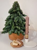 nobilis kerstboompje 30 cm - vers groen- kleine kerstboom- kerst