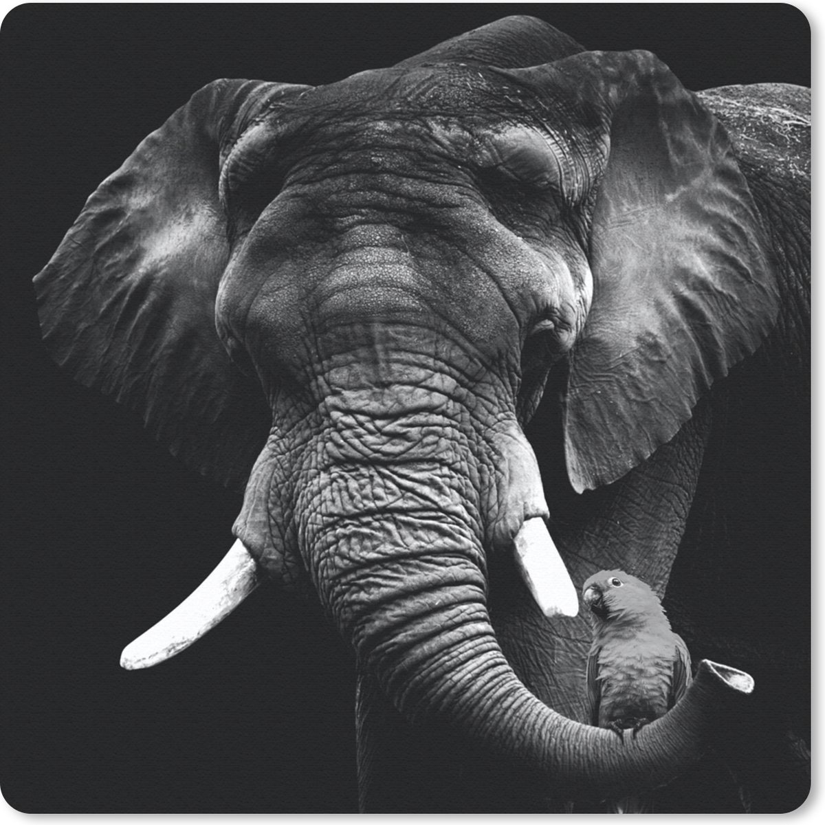 Muismat 20x20 cm - Mousepad Olifant - Papegaai - Tanden - Zwart - Wit - Muismatten