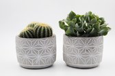 Ikhebeencactus | Set van 2 stuks | Cleistocactus winteri subs. colademononis| apenstaart cactus | Ø 6,5 cm | 10-12 cm