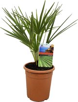 Kamerplant van Botanicly – Dwergwaaierpalm – Hoogte: 50 cm – Chamaerops Humilis