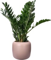 Hellogreen Kamerplant - Zamioculcas - 80 cm - ELHO Pure Beads Small Pebble Pink