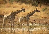 Dibond - Dieren - Wildlife / Giraf in Bruin / wit / zwart - 100 x 150 cm