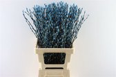 Salix katjes Blauw - Verse Droogbloemen - 80cm - GRATIS BEZORGING