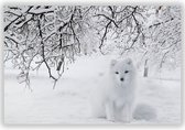 Witte Vos in De Sneeuw op Aluminium - Foto op Dibond - Aluminium Schilderij - 90x60 cm