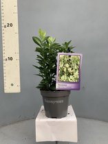 Tip: 160 Stuks Oersterke Euonymus japonica Francien - Grote pot - Kardinaalsmuts  - 20cm hoog - Haag Heg Buxus vervanger - Alternatief - Japanse Hulst - Bollen Lijkt op Dark Green
