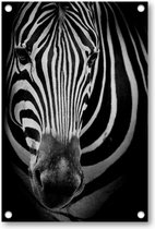 Zebra op donkere achtergrond - Tuinposter 80x120 - Wanddecoratie - Dieren - Minimalist
