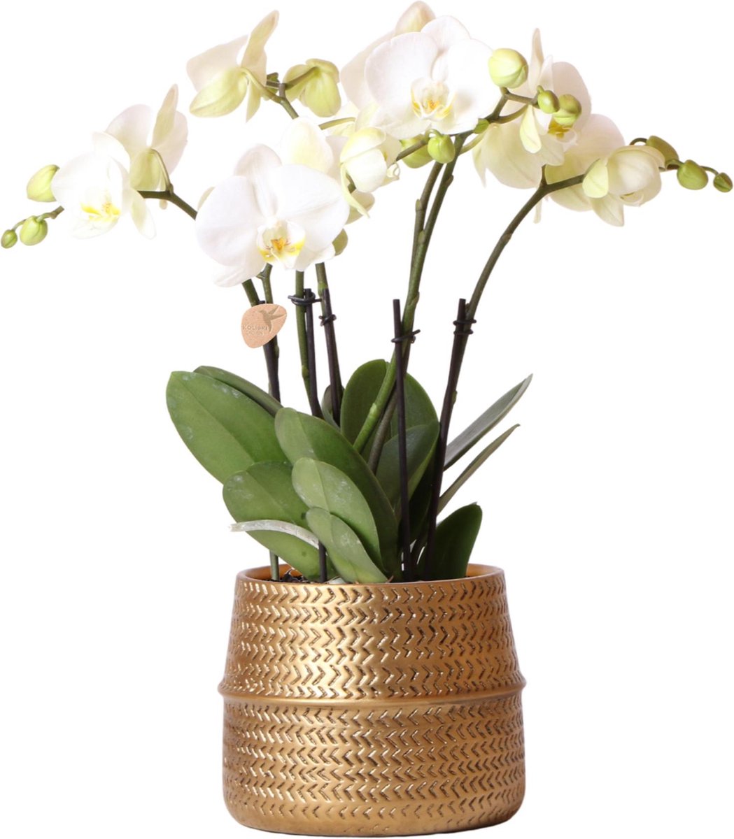 Kolibri Orchids | Witte phalaenopsis Jewel Ghent orchidee in goud kleurige Groove sierpot - potmaat Ø12cm