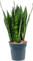 Kamerplant van Botanicly – Vrouwentongen – Hoogte: 80 cm – Sansevieria Zeylanica