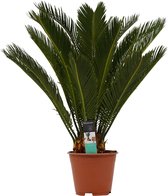 Kamerplant van Botanicly – Varenpalm – Hoogte: 65 cm – Cycas Revoluta