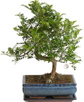 Boom van Botanicly – Chinese peper – Hoogte: 30 cm – Zanthoxylum simulans