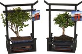 Bonsai van Botanicly – 2 × Bonsai Mix – Hoogte: 35 cm