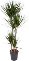 Plant in a Box - Dracaena Marginata - XL Drakenbloedboom - Groene kamerplant - Pot van 27cm - Hoogte 150-160cm